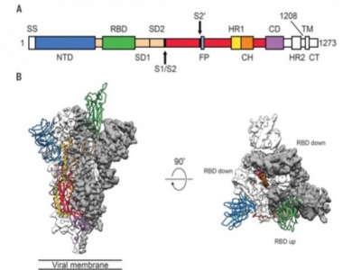 Woda uzdatniona metodą MRET jako potencjalny czynnik hamujący Cykl życia wirusa