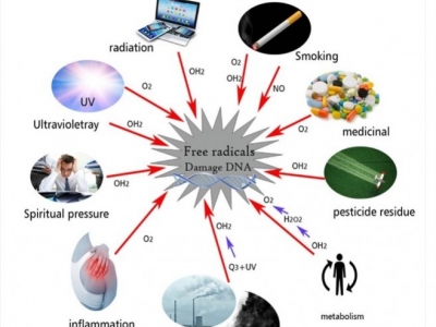 Rodniki hydroksylowe w mitochondriach: Istnieją różne typy reaktywnych form tlen