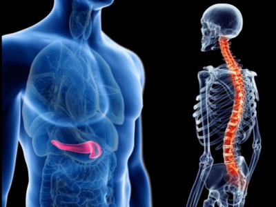 Kręgosłup i Trzustka