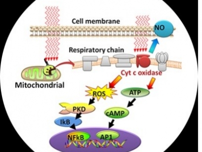 Jedno z ostatnich 200 badań dotyczących leczenia raka i terapii PBM