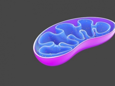Stres oksydacyjny, dysfunkcja mitochondriów 
