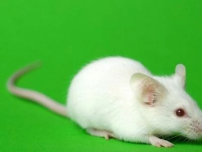 Mysz okazała się niezwykle przydatna w badaniach rozwoju, genetycznych i immunol